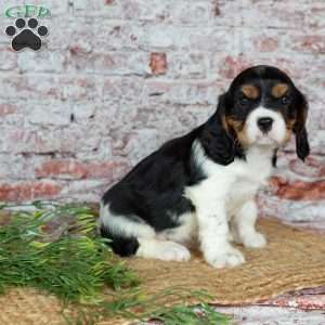 Harley, Cavalier King Charles Spaniel Puppy